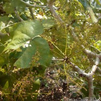 Sterculia urens Roxb.